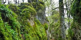 Circular Larraona - bosque encantado de Artea - cueva de los Cristinos - Arnotegi (1015 m.) (Nafarroa)Mañanera
